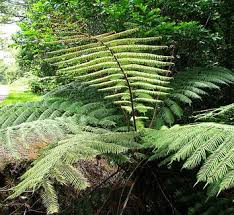 Image result for Cyatheaceae