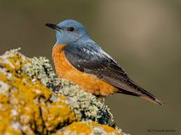 Image result for Searsia monticola