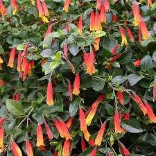 Image result for Justicia rodgersii