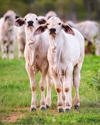 Photo about brahman cattle in a paddock, queensland, australia. Melbethelphotography Photography Ruralphotography Outbackqueesland Nikon Australia Cattle Brahman Cattle Rural Photography Animals