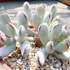 The cotyledon orbiculata cv is a top voted chubby cutie! Https Encrypted Tbn0 Gstatic Com Images Q Tbn And9gcqjzskvbefvab7sj5byfdvlde5n E1 Lsfaij2x7hq Usqp Cau