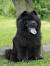 Lion Chow Chow