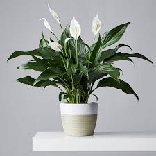The ideal time to rewater is just before they start to wilt. Peace Lilies Plant Care Growing Guide