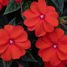 Image result for Impatiens kivuensis