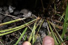 Image result for Scleria sp.no.1