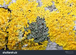 Image result for Physotrichia