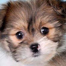 Shih Tzu Pomeranian Mix Black And Brown Pomeranian Shih Tzu Shiranian Shihpom Or Pom Tzu