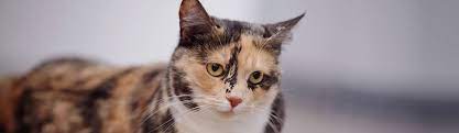 Feline Heart Disease Cat Care Clinic