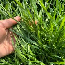 Image result for Lolium multiflorum