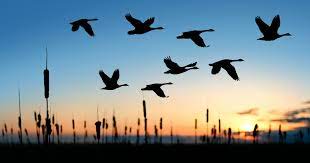 Check spelling or type a new query. Birds Flying High Article Explore Life