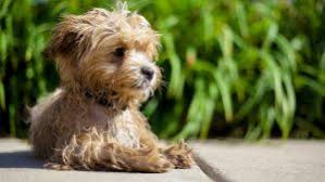 We are one of the top maltipoo breeder's in austin, texas. Best Maltipoo Breeders In Texas 2021 Top 3 Picks We Love Doodles
