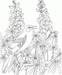 The birds coloring pages come in. Http I2 Squidoocdn Com Resize Squidoo Images 590 Draft Lens18428858module152841554photo 1350053954 Bird Coloring Pages Flower Coloring Pages Coloring Pages