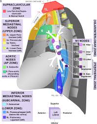 Seventh Edition Of The Cancer Staging Manual And Stage