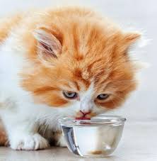 Check some of these amazing diy pet fountain ideas that you can make in no time. Make A Drinking Fountain For Your Cat Without Breaking Your Bank