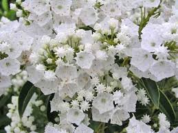 Kalmia Latifolia Pristine Mountain Laurel Kalmia Latifolia Mountain Laurel Trees Shrubs Kalmia Latifolia Deer Resistant Plants Plant Gifts