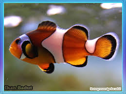 Check spelling or type a new query. Nama Nama Ikan Laut