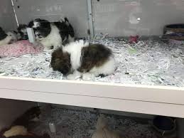 If you haven't found the perfect kitten for sale or adoption you may follow the breed to. Newmarket Moving To Ban Pet Store Sales Of Dogs Cats Newmarket News