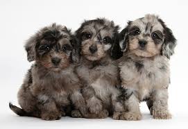 If you are searching for the perfect. Daxiedoodle Poodle X Dachshund Puppies Photograph By Mark Taylor