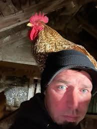 BYC (BackYardChickens)