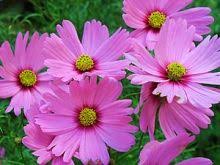 Pin On Graceful Gardens Annual Flowers