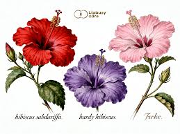 Image result for Hibiscus