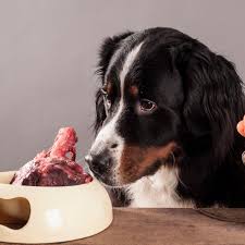 For a german shepherd, he has. Scientists Criticise Trend For Raw Meat Pet Food After Analysis Finds Pathogens Microbiology The Guardian