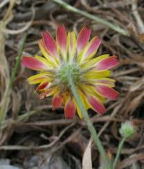 Image result for Hypochaeris