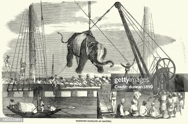Elephants Being Unloaded From A Ship At Calcutta India 1850s Victorian 19th Century High-Res Vector Graphic - Getty Images