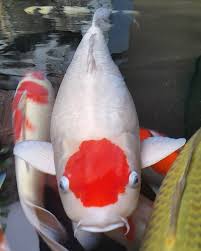 Bagaimana Cara Memelihara Ikan Koi Dengan Benar Jual Ikan Koi Kualitas Juara Harga Ikan Koi Paling Murah