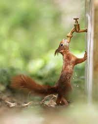 Pin By Hands Of Hope Needlework On We Feel We Remember Red Squirrel Animals Beautiful Squirrel