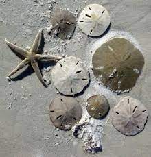 These Animals Are Called Sandollars When The Animal Has Died And Gone You Can Drop One Of These And 4 Very Similar Shel Sea Shells Shell Beach Sand Dollar