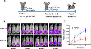 Targeting Prostate Cancer Stem Like Cells By An Immunotherapeutic Platform Based On Immunogenic Peptide Sensitized Dendritic Cells Cytokine Induced Killer Cells Stem Cell Research Therapy Full Text