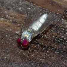 Image result for Dolichos junodii