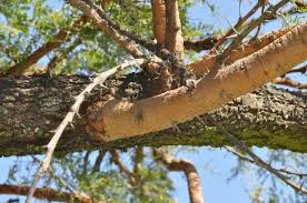 Image result for Acacia gerrardii