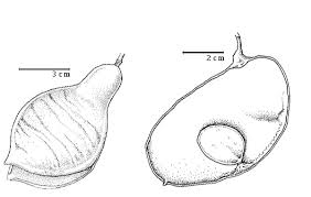 Image result for Englerodendron