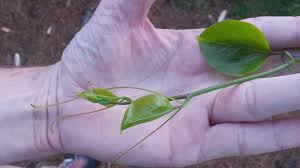 Image result for Smilax
