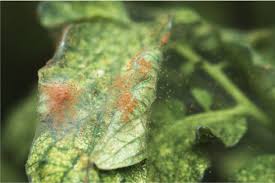 Image result for spider mites cucumber plants