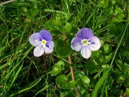 They are easy to cultivate and tolerant of most soil types as long as they are well drained. Speedwell Birdseye Gypsyweed Or Veronica Ohio Lawn Weeds