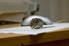 Hi fellow teachers, thanks for coming to my shop. Gilmer Rat And Mouse Pest Control And Exterminator Bizzy Bee Pest Solutions