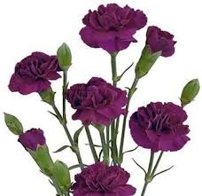 Pin On Shop For Wholesale Bulk Fresh Flowers