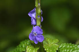 Image result for Stachytarpheta urticifolia