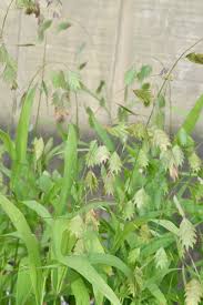 Image result for Chasmanthium latifolium