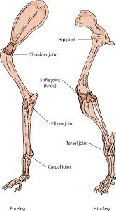 The foot bones shown in this diagram are the talus, navicular, cuneiform, cuboid, metatarsals and calcaneus. Joint Disorders In Dogs Bone Joint And Muscle Disorders Of Dogs The Merck Manual For Pet Health Dog Anatomy Dog Leg Dog Skeleton
