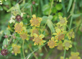 Image result for Pimpinella robynsii
