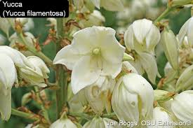 Image result for Yucca