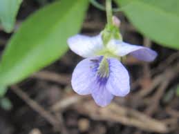 Image result for Bromuniola gossweileri