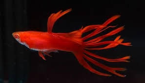 Welcome To The World Of Modern Guppy Breeding Guppy Fish Guppy Aquarium Fish