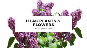 Weather and growing conditions can affect the timing of the blooms, but there are several bulbs that have an expected bloom time beginning, ending or extending through the month of may. Lilac Plants Flowers All You Need To Know