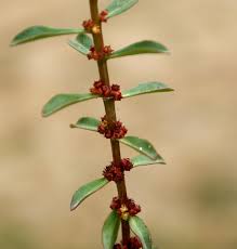 Image result for Ammannia baccifera