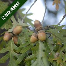 Image result for white oak leaf